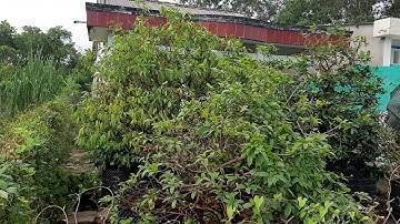 Bán nhà tt Cái Bè