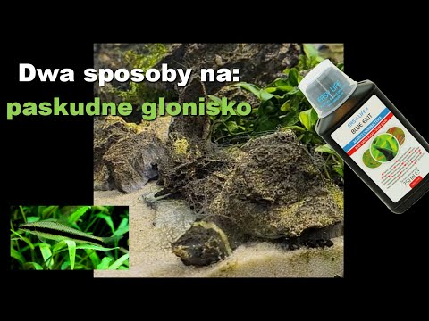 Dwa sposoby na paskudnego glona: Easy Life Blue Exit - preparat na glony oraz wersja ekologiczna