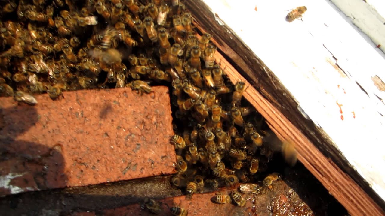 Bees In the Attic... Outside version ) YouTube