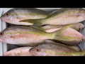 Pesca en Capt. Michael Robbie's, Islamorada FL - Yellowtail (Rabirrubia)