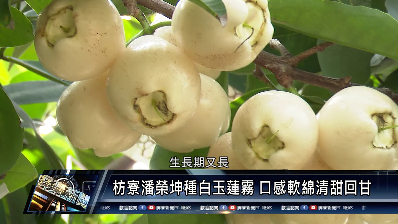 110 0305 枋寮潘榮坤種白玉蓮霧口感軟綿清甜回甘- YouTube