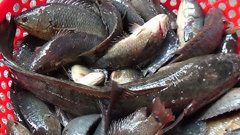 Câu cá đồng + Cắm câu với NHÁI KHÔ tại Mộc Hóa - khu vực kênh Đường Bàng và cái kết...