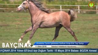 Bayçinar Bozok - Avşar Kizi