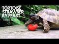 TORTOISE STRAWBERRY FEAST I This is Earth