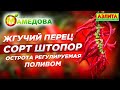 Острота регулируемая поливом. Семена острого перца. Сорт Штопор.