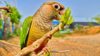 Let's listen to the birds singing in the morning together : green cheek conure sounds.