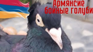 #Армянские бойные голуби. #Армянские голуби.