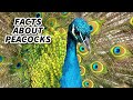 Peacock facts facts about peafowl  animal fact files