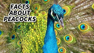 Peacock Facts: FACTS about PEAFOWL 🦚 Animal Fact Files