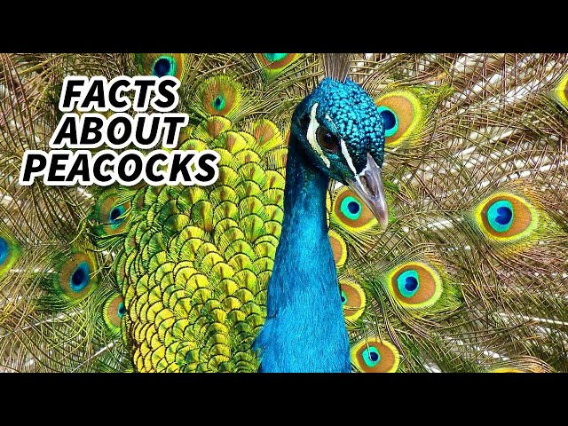 Peacock Facts: FACTS about PEAFOWL 🦚 Animal Fact Files class=