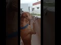 💥Remo🐕🤩😘 #share #petshub #like #funny #subscribe #pets #viralvideo #remo #doglove #pollachi #covai
