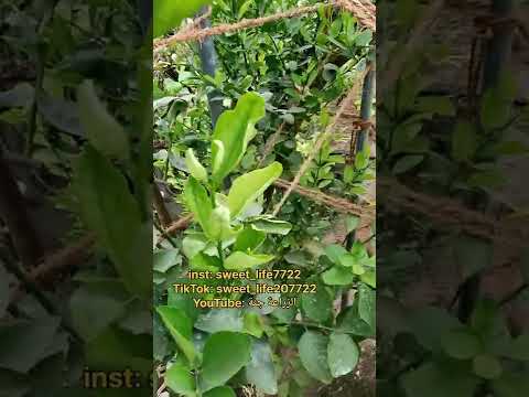 علاج إصابة ثمار الحمضيات بعنصر كالسيوم بورون   