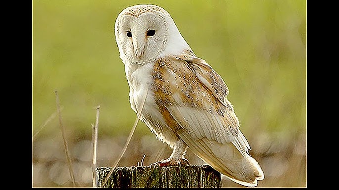 Feng Shui Rules For Owl Statue