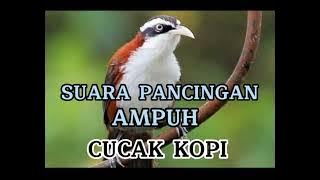 SUARA BURUNG CUCAK KOPI DI ALAM LIAR