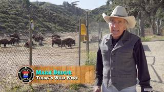 Hollywood's Forgotten Western Legacy | Buffalo Still Here!