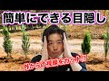 【理想の生垣を求めて①】コニファーで生垣を作る