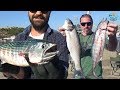 Foça Şokta!! İskele'den İnanılmaz Balıklar Aldık. Yeme Dikkat - 09 Kasım 2018
