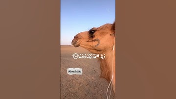 {أفلا ينظرون إلى الإبل كيف خلقت} الغاشية 17  عبدالرحمن مسعد   القرآن الكريم تحميل و استماع🎧🤍😔