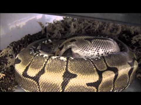 Time Lapse of Ball Python Laying Eggs