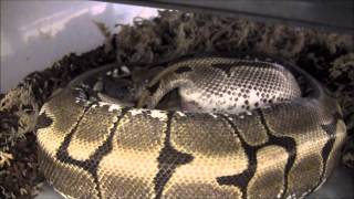 Time Lapse of Ball Python Laying Eggs