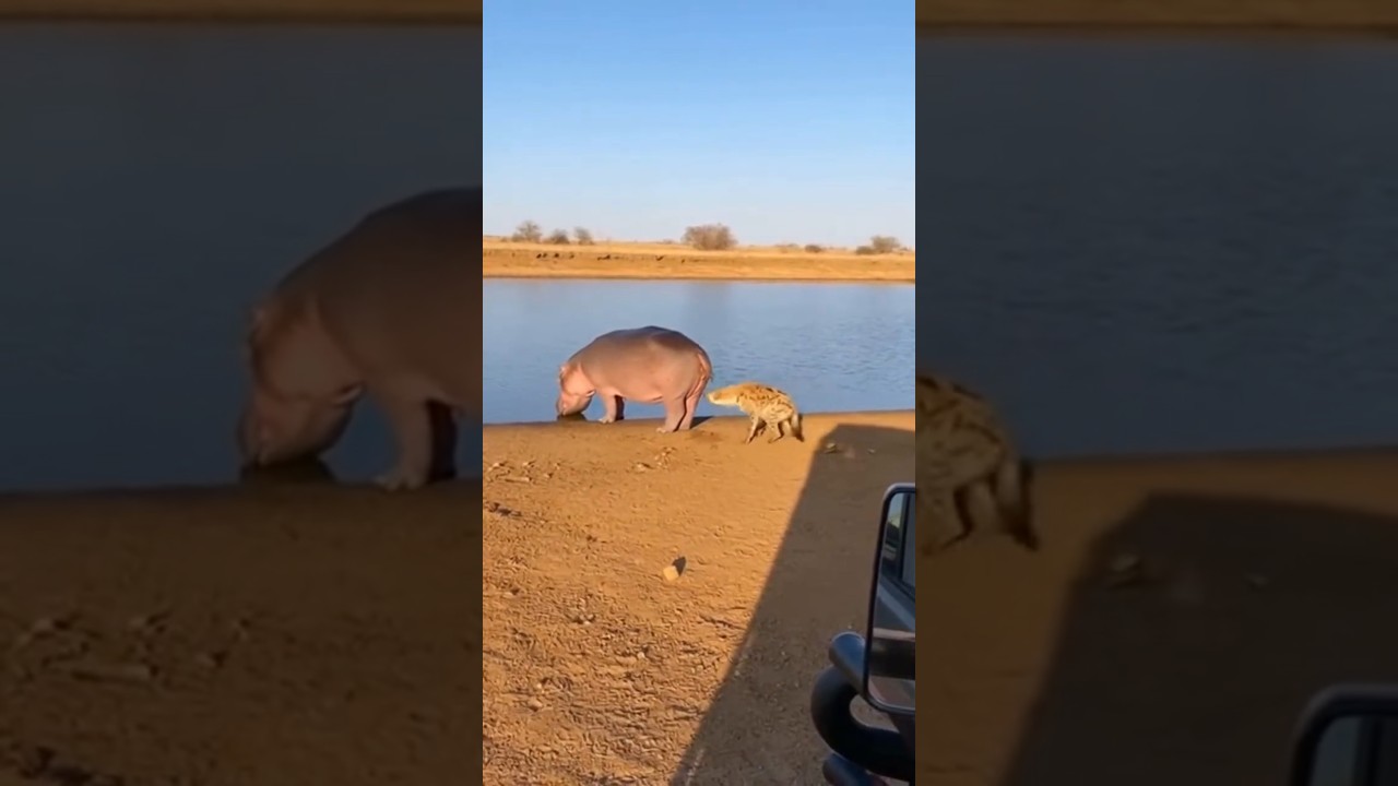 What is the hyena trying to do to the hippo?😂🦛 하이에나는 하마에게 무엇 을 하려는 걸까? 