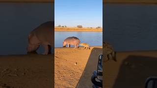 What Is The Hyena Trying To Do To The Hippo? 하이에나는 하마에게 무엇 을 하려는 걸까?