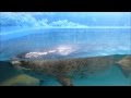 サンピアザ水族館 の動画、YouTube動画。