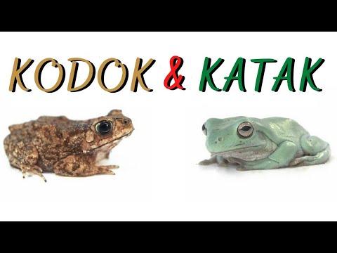Video: Apakah katak memiliki gigi dan katak memilikinya?