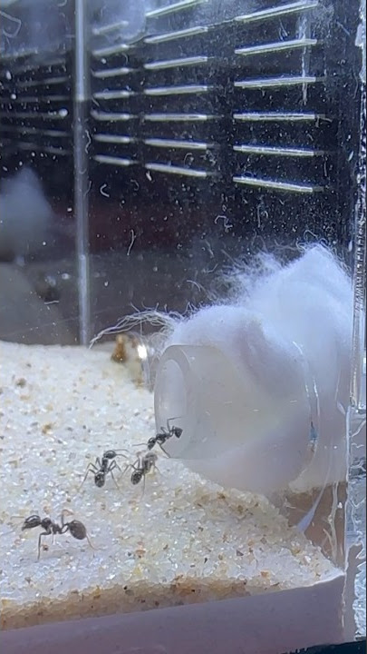 🐜🐜 .. #ant #ants #exoticpet #antman #antuk #เลี้ยงมด