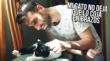 ¿Cómo coger a un gato que no se deja?