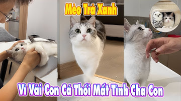 🐱 Mèo Trà Xanh Vì Vài Con Cá Thối Mất Tình Cha Con💔 #MèoÚỚ #ChóMèo #ThúCưngLầyLội #ChóMèoDrama