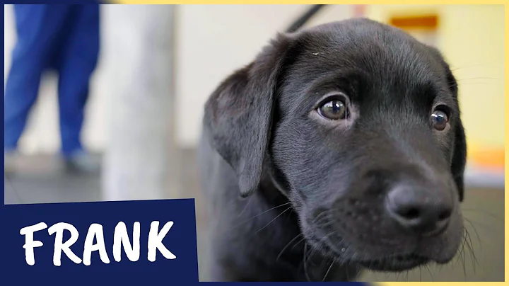 Meet our latest Sponsor a Puppy trainee Frank - DayDayNews
