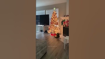 Part 6  #funny #cat#ForYouPage