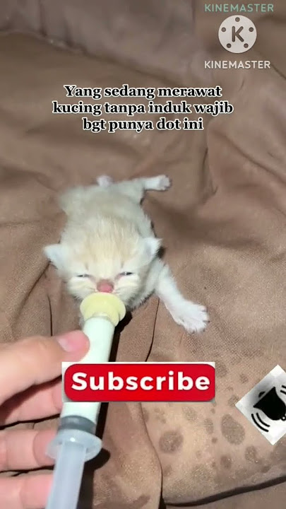 Dot Kucing #racunshopee #shopee