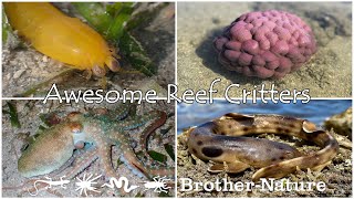 Explore the Weird & Wonderful Critters of the Reef flats. Part 3 episode 1