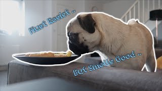 Can Pugs Resist Unattended Food?