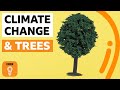 The Importance of Trees and Reforestation