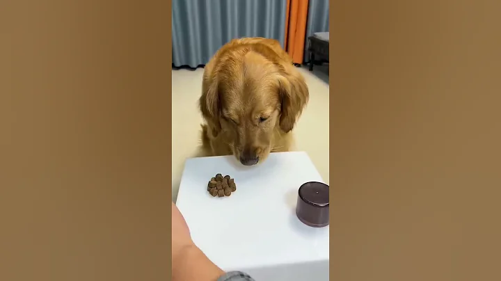 Smart dog finds treat in game - DayDayNews