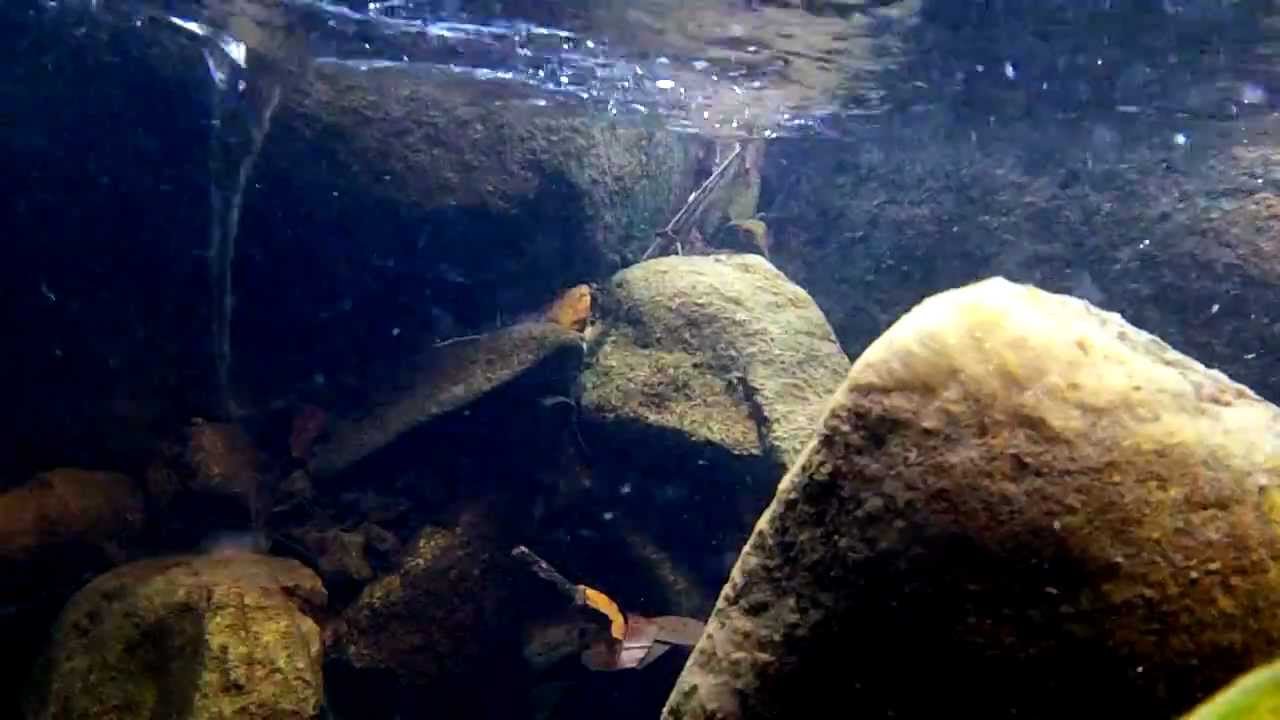 Naturally Occurring Vortex - A Small Whirlpool - YouTube
