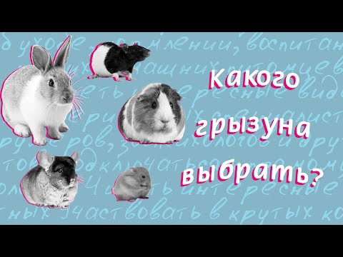 Какого грызуна выбрать?