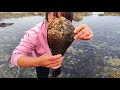 Ying catches sea cucumbers, octopuses, giant shells