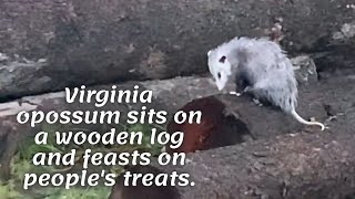 Virginia opossum sits on a wooden log and feasts on people's treats.