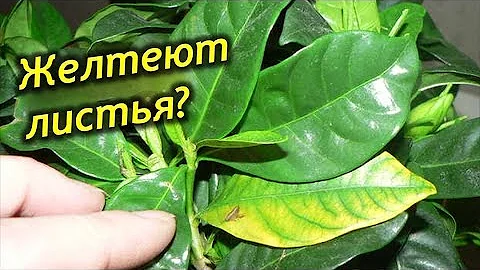 Пожелтели листья у Гардении. Причины пожелтения, опадания листьев и бутонов Гардении.