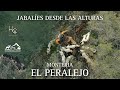 MONTERIA EL PERALEJO  //  ORGANIZADA POR: MONTEROS DEL OJAILÉN