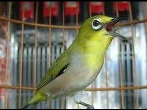  Kicau  burung  pleci yang bagus YouTube