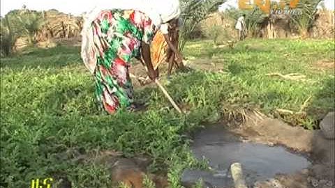 Eritrean TV - Zena - Successful Agriculture and Livestock Farming in Adi Menkakah   HQ