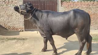 راوی نسل دا کٹا( جھوٹا) pure Ravi Bull for sale in ILYAS khan dairy farm sahiwal 03451592745