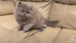 Британские котики ❤️ by Miamurr cattery Питомник кошек 949 views 2 months ago 24 seconds
