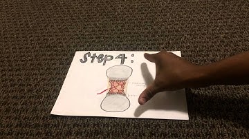 BIO-201 Modeling Project Endochondral Ossification