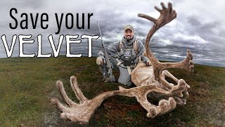 How to Save Antler Velvet - Preserve your early season trophy!